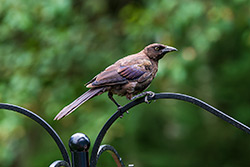 Photo Quiscale Bronzé